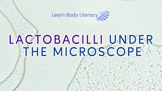 Lactobacilli Under The Microscope [upl. by Gristede]