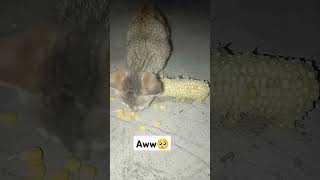 Kitten Eating Corn Kitten Cat Corn Food Cute Viral Trending Tastyf [upl. by Suchta]