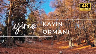 Yirce Kayın Ormanları Sonbaharın En Güzel Yaşandığı Yer Orman Doğa Kamp ve Muhteşem Güzelikler 🍁 [upl. by Airpal131]