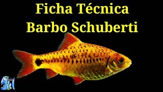 Ficha Técnica Barbo Schuberti Puntius Semifasciolatus [upl. by Kcarb]