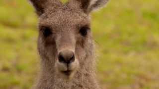 Head of an Eastern Grey Kangaroo Macropus giganteus in Girraween National Park [upl. by Kazimir]