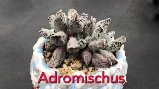 Adromishcus Collection New and Rare Succulents [upl. by Primaveras]