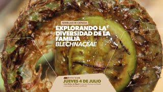 Semillas de Ciencia Explorando la diversidad de la familia Blechnaceae [upl. by Yhtir]