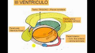 ENCEFALO 2  Diencéfalo [upl. by Richard]