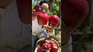 Farmers are happy to see apple cultivation  The apple yield is abundant shorts youtubeshorts [upl. by Lacefield698]