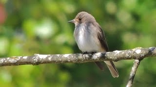 Grauschnäpper Muscicapa striata  Spotted Flycatcher [upl. by Elrak]