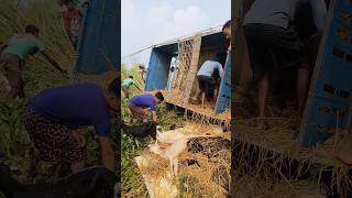 Some local people saving the life of some goats from a truck 🚛 [upl. by Akenahs]