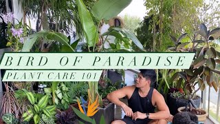 All about Bird Of Paradise Plant Care [upl. by Derriey]