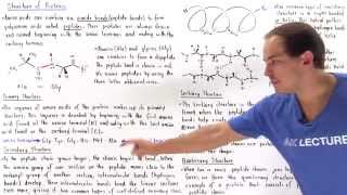 Structure of Proteins [upl. by Evangelin]