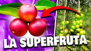 🔴​¿Qué es el Camu Camu🔴​ El superalimento del 2024 │Beneficios y propiedades [upl. by Lecroy]