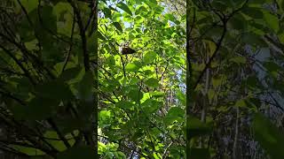 Bellbird eats and sings birds NZendemic wildlife NewZealandBirds bellbird [upl. by Ck]