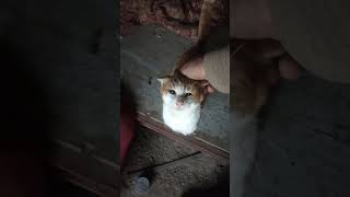 ALL CALM AT THE JUNK BARN catland feralcats kittens cats [upl. by Bowden169]