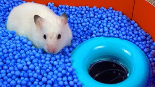 🐹 Worlds Largest Hamster Maze Obstacle course [upl. by Earlene516]