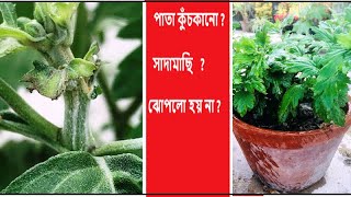 কিভাবে চন্দ্রমল্লিকা গাছের কোঁকড়া পাতা নিরাময়এবং ঝোপলো করবেন  C leaves of chrysanthemum plant [upl. by Milano]