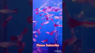 Beutiful Imported Guppy Fishchristmasmusicalphabetsongcoverpetfishfishguppymusicshorts [upl. by Elayne]