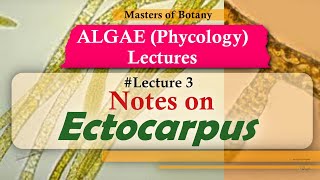 Lecture 3  Ectocarpus Life Cycle Phaeophyceae  Algae Phycology Lecture  Notes [upl. by Godding341]