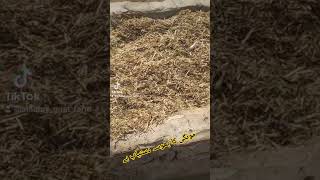 Dry Feed for Goats  Goat Feed [upl. by Kevin464]