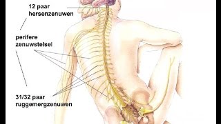 Indeling zenuwstelsel [upl. by Malinin]