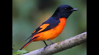 Orange Minivet birds orangeminivet birdsvideo birdshide nature 4k [upl. by Doane511]