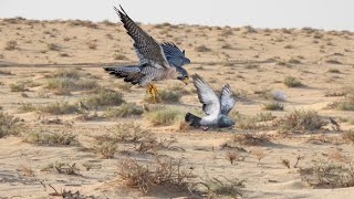 A very smart carrier pigeon evades the pursuit of a hawk [upl. by Harias]