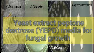 yeast extract peptone dextrose YEPD fungal media culture media lecture 27 [upl. by Marquis]