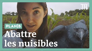 Fautil abattre les animaux « nuisibles »  PlanB [upl. by Angell926]