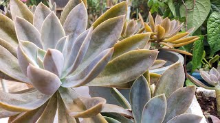 Graptoveria Fred Ives echevariaa beautiful giant succulent how to grow and care [upl. by Nob175]