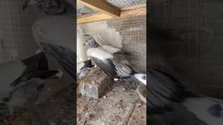 shahidpigeonchanel bird kabootar pigeonchannal birdspecies kabutar [upl. by Selrahc]