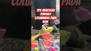 TIPS MENCEGAH PENYAKIT COLUMNARIS PADA IKAN petfish aquarium glofishtetra freshwaterfish fish [upl. by Lunt983]