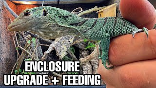 DREAM LIZARD VIVARIUM UPGRADE  GREEN TREE MONITOR [upl. by Moody]