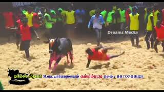 💫GUDAMALAI 💫🔥Amaran Groups🔥 in Nagiampatty ✨Jallikattu✨ [upl. by Eelana]