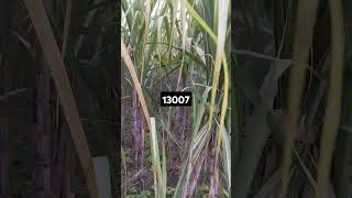 13007 sugarcane variety agriculture farming sugarcanecrop sugarcanefarming [upl. by Iadahs]