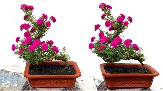 Creative How To Grow Portulaca Grandiflora  Moss Rose Long Make Beautiful Red Twisted Bonsai [upl. by Yssis]