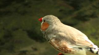 Zebra Finch Taeniopygia guttata  Zebrafink [upl. by Eseuqram]