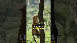 La superioridad de los leopardos 🐆 [upl. by Scharaga]