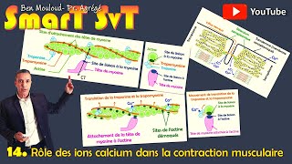 19Rôle du Calcium dans la contraction musculaire [upl. by Aivartal296]