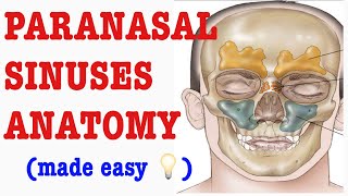 PARANASAL SINUSES ANATOMY MADE EASY RESPIRATORY SYSTEM DampN Medical Series [upl. by Olen213]