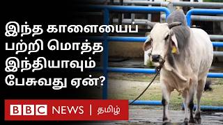 இந்த Bull Sperm பற்றி இந்தியாவே பேசுவது ஏன் இது என்ன சாப்பிடுகிறது எங்கே இருக்கிறது [upl. by Eniotna583]