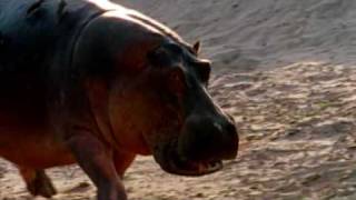 Deadly Hippos kills dozens of people every year [upl. by Nylissej]