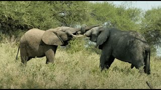 baby elepants playing with each other  Tarangire National Park Tanzania [upl. by Yeh821]