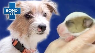 Pregnant Street Dog Rescued Just in Time  Bondi Vet Full Episodes [upl. by Pliske576]