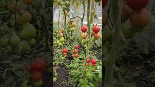 Ripening Tomatoes [upl. by Rycca]