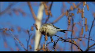 Hoary Redpoll  Arctic Redpoll [upl. by Ekusoyr]