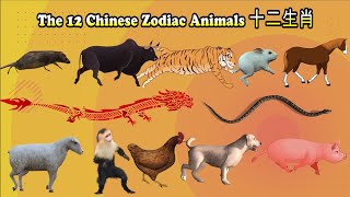 12 Chinese Zodiac Animals十二生肖 [upl. by Vas]