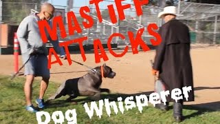 LA County Sheriff Mastiff Attack  Dog Whisperer BIG CHUCK MCBRIDE [upl. by Yelrebmik]