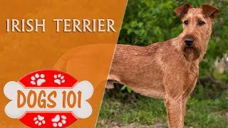 Dogs 101  IRISH TERRIER  Top Dog Facts About the IRISH TERRIER [upl. by Aneala525]