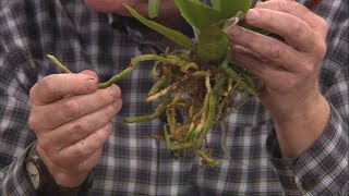 Repotting Grocery Store Orchids [upl. by Eaner]