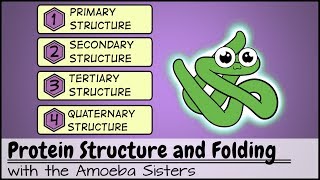 Protein Structure and Folding [upl. by Cathrine763]