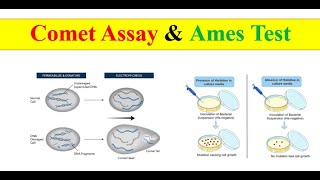 Comet assay amp Ames test [upl. by Dadivitan]