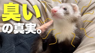 【フェレット】ニオイでお迎えを悩んでいる方へ【臭いの真実】 [upl. by Brannon]